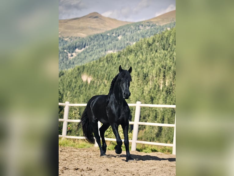 Friesian horses Gelding 3 years 15,3 hh Black in Bad Kleinkirchheim