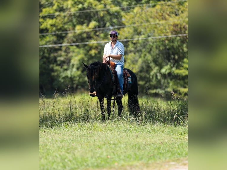 Friesian horses Gelding 3 years 15 hh Black in Santa Fe