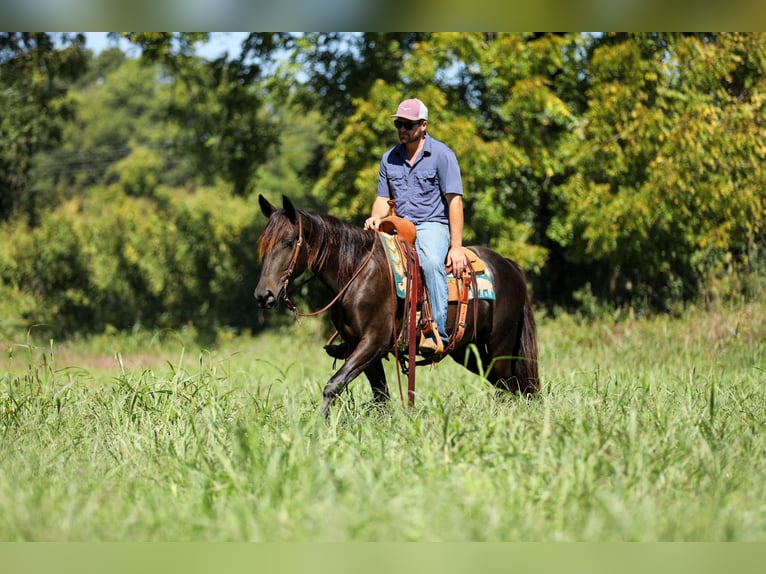 Friesian horses Gelding 3 years 15 hh Black in Santa Fe
