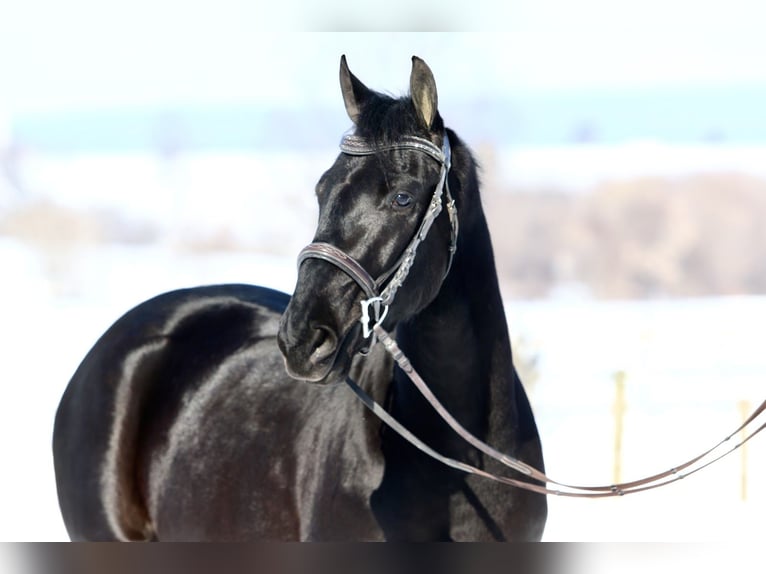 Friesian horses Mix Gelding 3 years 15,1 hh Black in Gap
