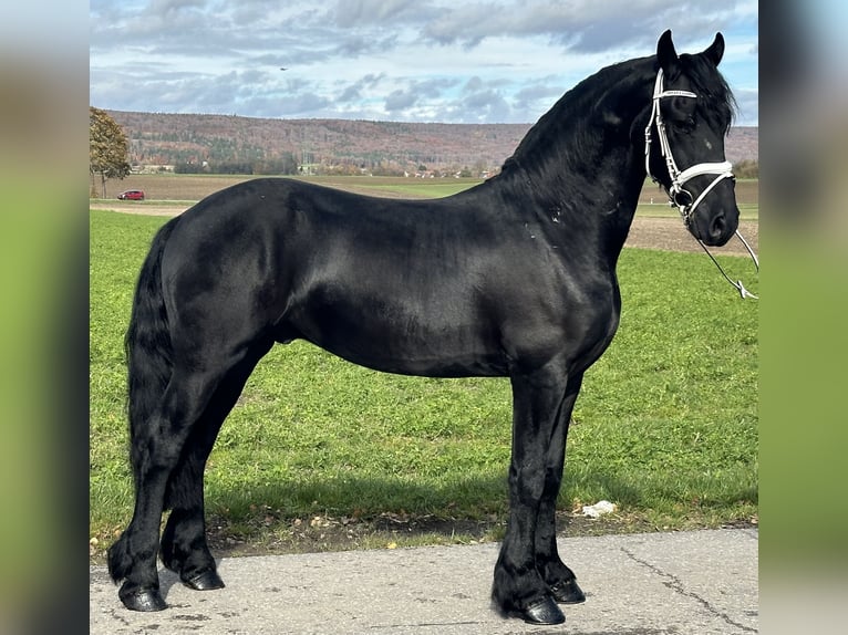 Friesian horses Gelding 3 years 15,2 hh Black in Riedlingen Friesian horses Gelding 3 years 15,2 hh Black in Riedlingen