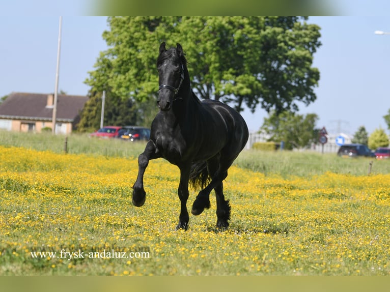 Friesian horses Gelding 3 years 15,2 hh Black in Mijnsheerenland