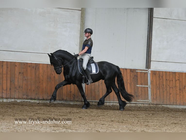 Friesian horses Gelding 3 years 15,2 hh Black in Mijnsheerenland