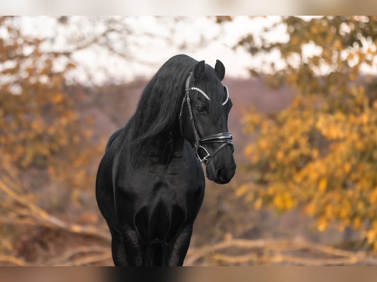 Friesian horses Gelding 3 years 15,2 hh Black in Galenberg