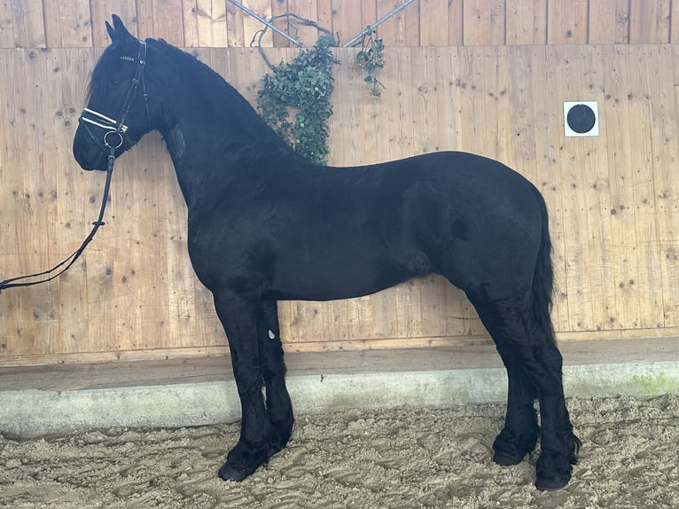 Friesian horses Gelding 3 years 16,1 hh Black in Riedlingen