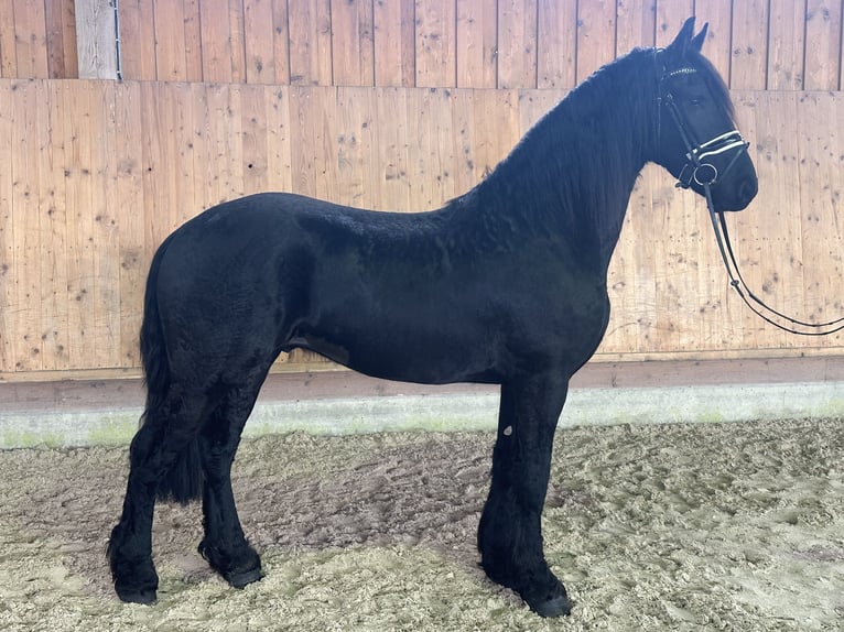 Friesian horses Gelding 3 years 16,1 hh Black in Riedlingen