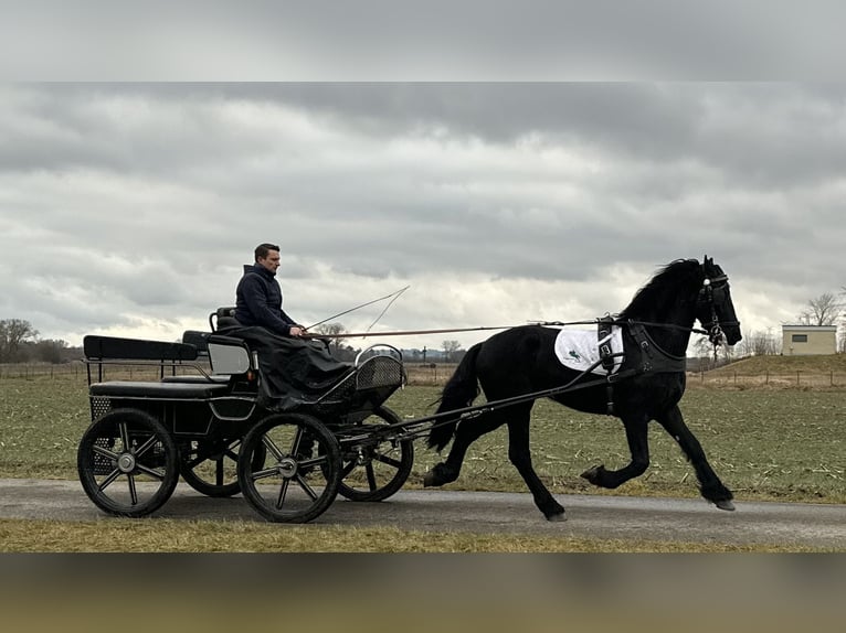 Friesian horses Gelding 3 years 16,1 hh Black in Riedlingen