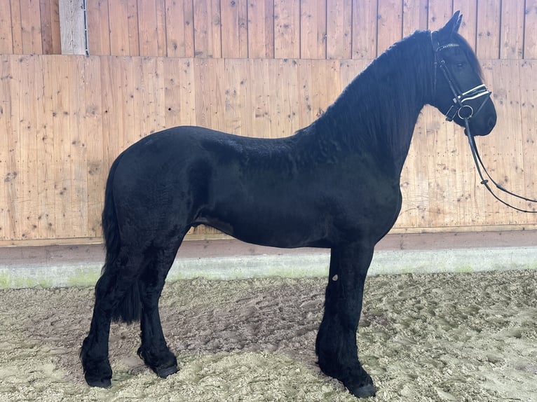 Friesian horses Gelding 3 years 16,1 hh Black in Riedlingen