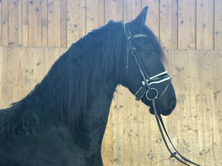 Friesian horses Gelding 3 years 16,1 hh Black in Riedlingen