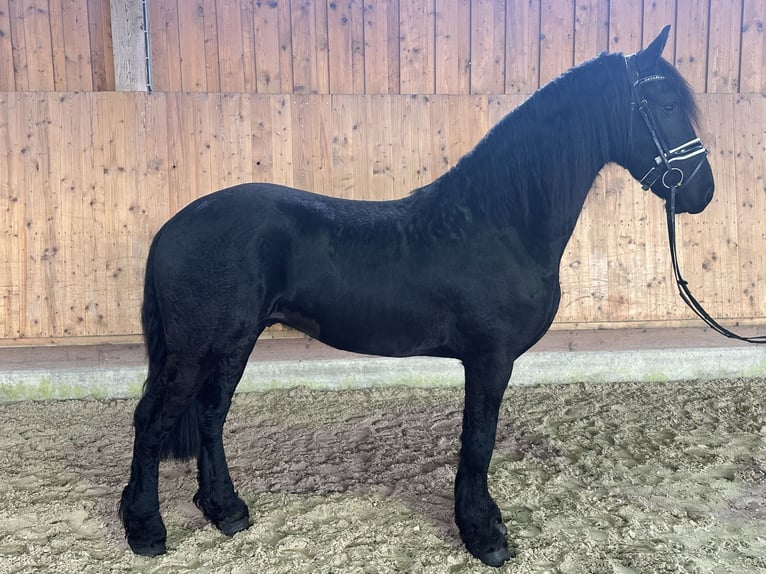 Friesian horses Gelding 3 years 16,1 hh Black in Riedlingen