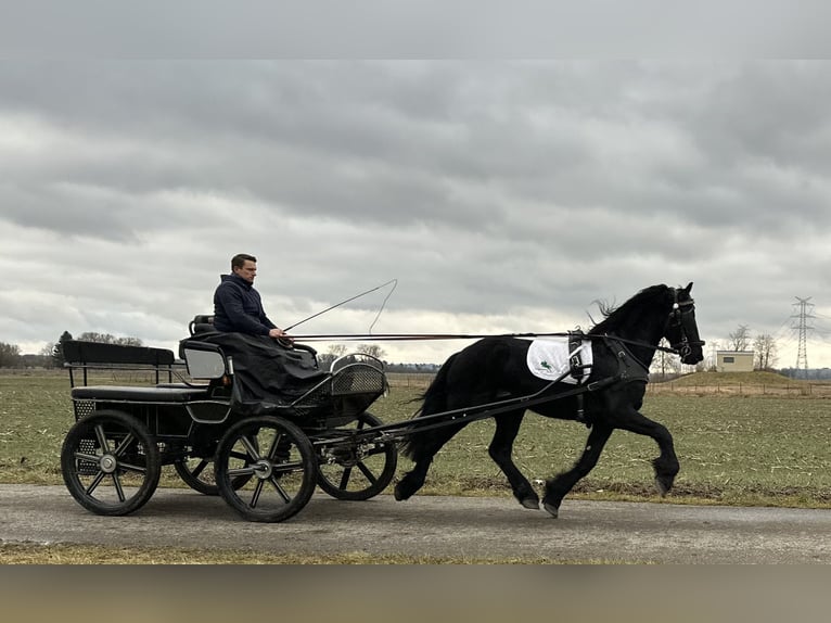 Friesian horses Gelding 3 years 16,1 hh Black in Riedlingen