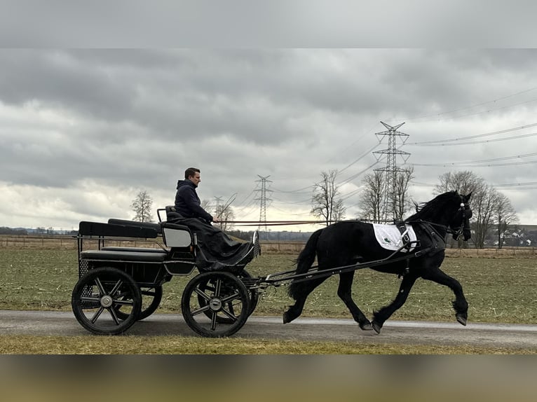 Friesian horses Gelding 3 years 16,1 hh Black in Riedlingen