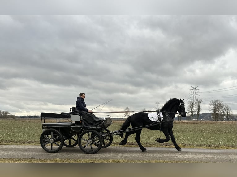 Friesian horses Gelding 3 years 16,1 hh Black in Riedlingen