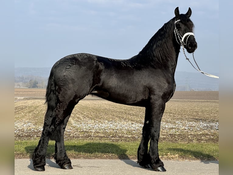 Friesian horses Gelding 3 years 16,1 hh Black in Riedlingen