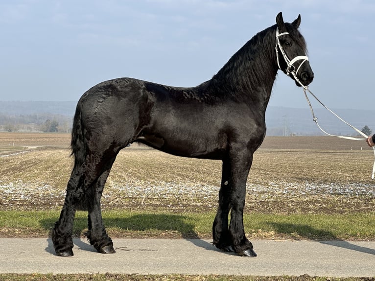 Friesian horses Gelding 3 years 16,1 hh Black in Riedlingen