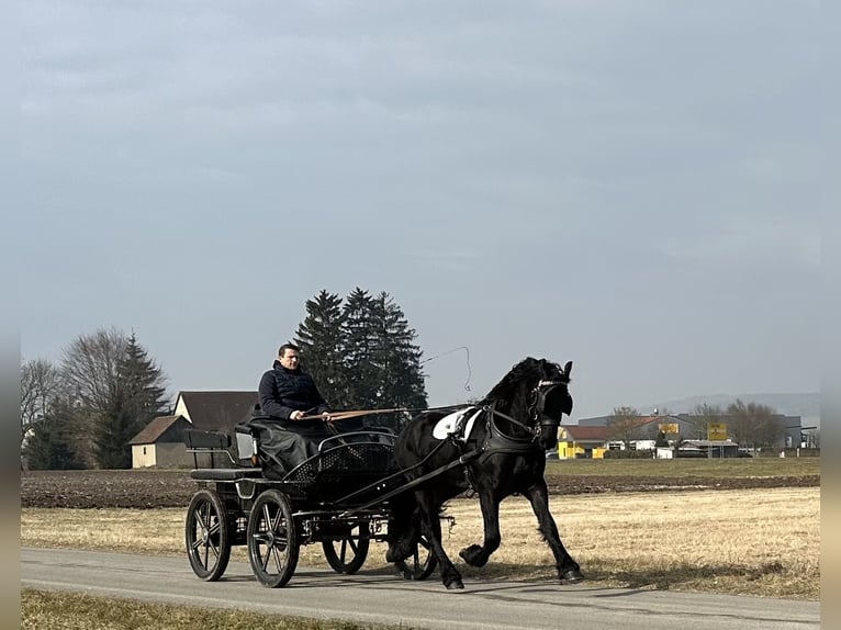 Friesian horses Gelding 3 years 16,1 hh Black in Riedlingen