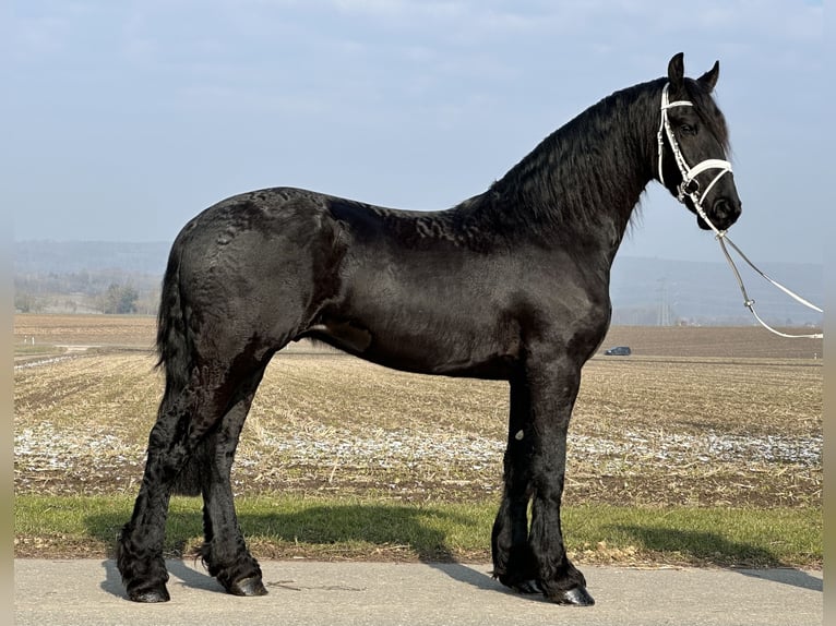 Friesian horses Gelding 3 years 16,1 hh Black in Riedlingen