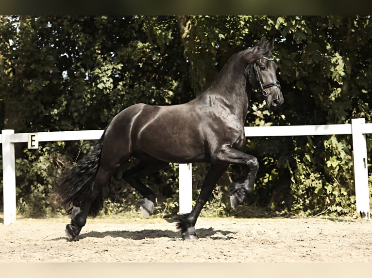 Friesian horses Gelding 3 years 16,1 hh Black in Britswert