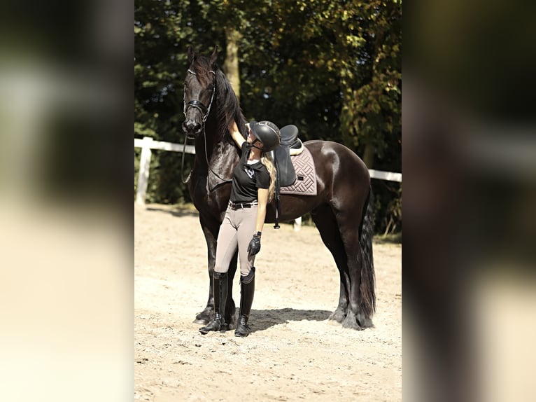 Friesian horses Gelding 3 years 16,1 hh Black in Britswert