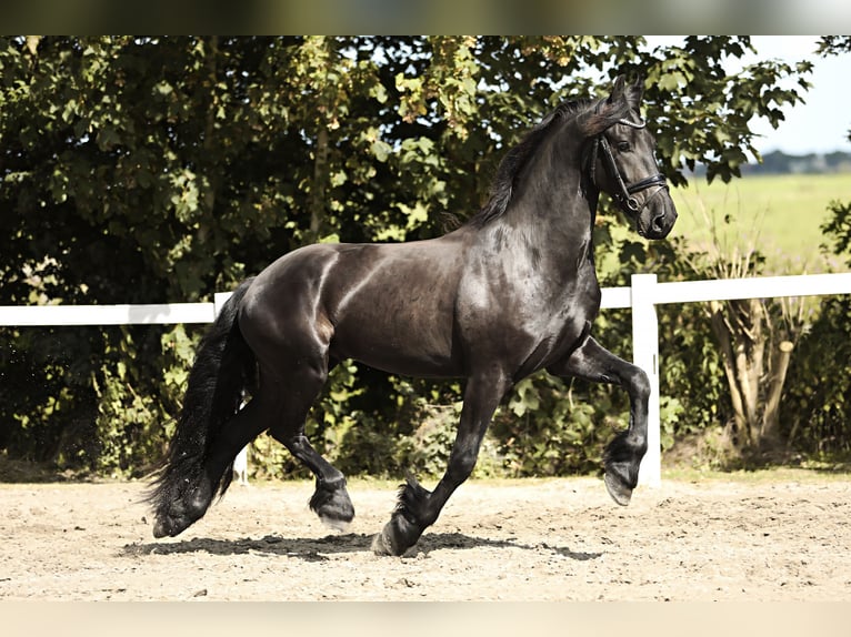 Friesian horses Gelding 3 years 16,1 hh Black in Britswert