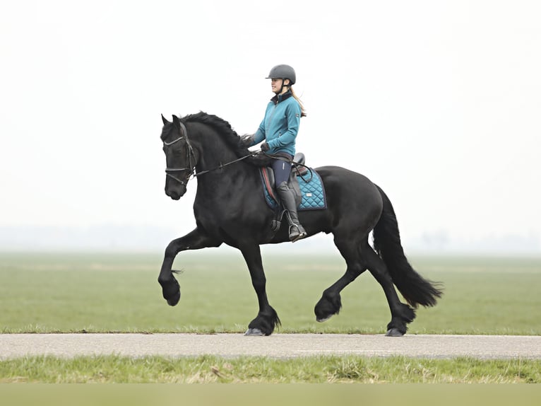 Friesian horses Gelding 3 years 16,1 hh Black in Britswert