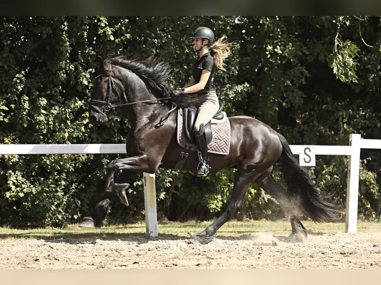 Friesian horses Gelding 3 years 16,1 hh Black in Britswert