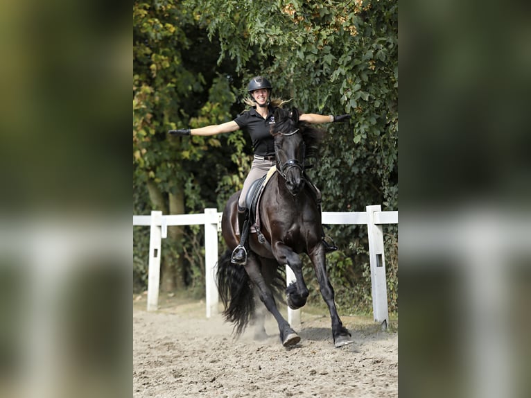 Friesian horses Gelding 3 years 16,1 hh Black in Britswert