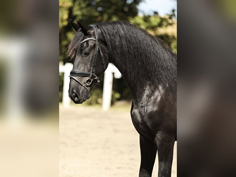 Friesian horses Gelding 3 years 16,1 hh Black in Britswert