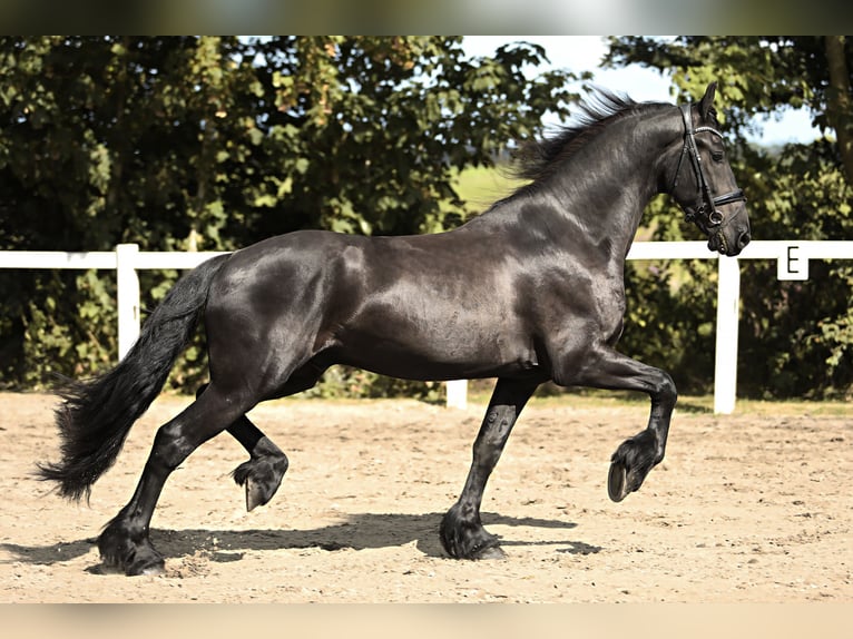 Friesian horses Gelding 3 years 16,1 hh Black in Britswert