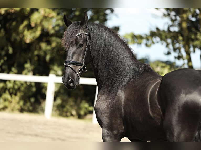 Friesian horses Gelding 3 years 16,1 hh Black in Britswert