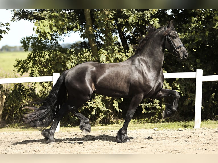 Friesian horses Gelding 3 years 16,1 hh Black in Britswert