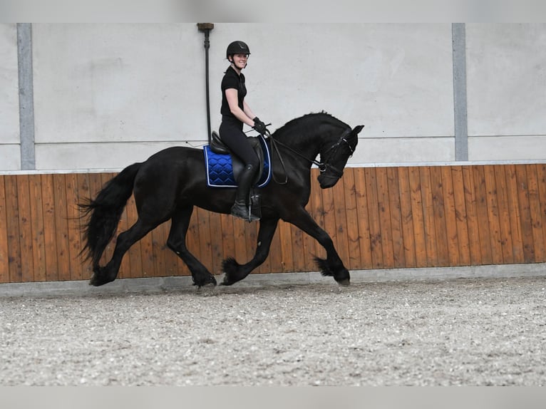 Friesian horses Gelding 3 years 16.1 hh Black in Mijnsheerenland