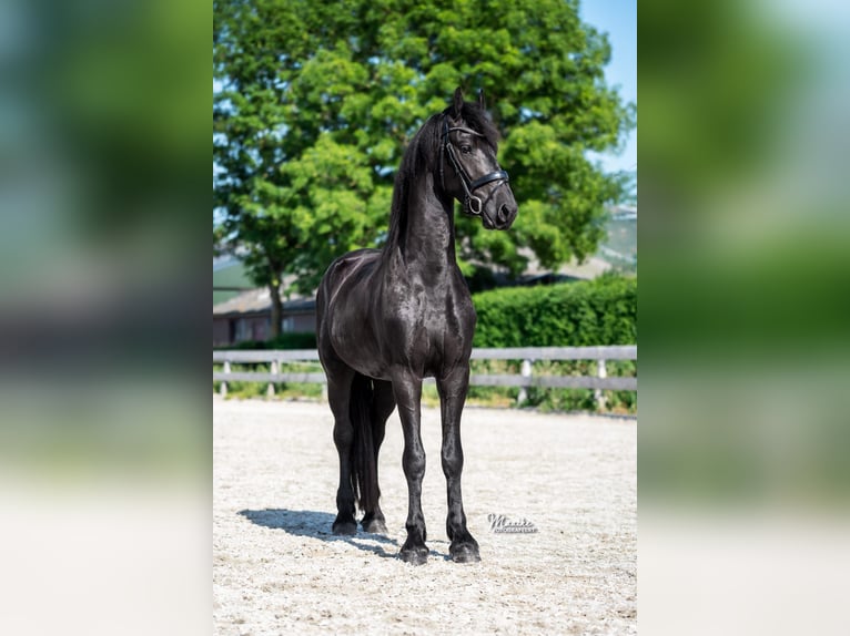 Friesian horses Gelding 3 years 16.1 hh Black in Zevenhoven