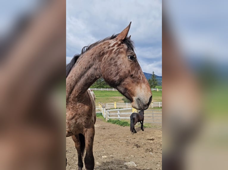 Friesian horses Mix Gelding 3 years 16,2 hh Leopard-Piebald in Anger