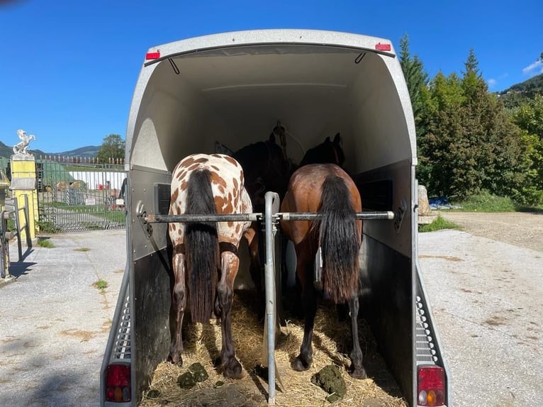 Friesian horses Mix Gelding 3 years 16,2 hh Leopard-Piebald in Anger