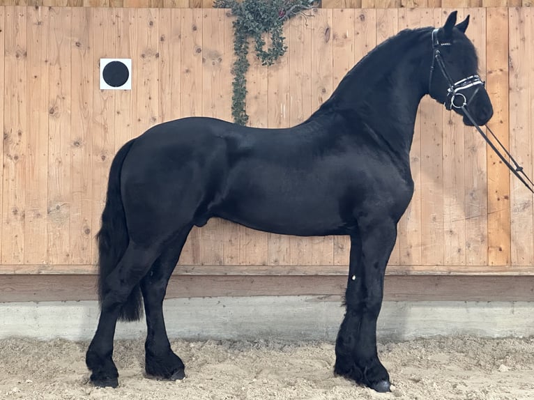 Friesian horses Gelding 3 years 16 hh Black in Riedlingen