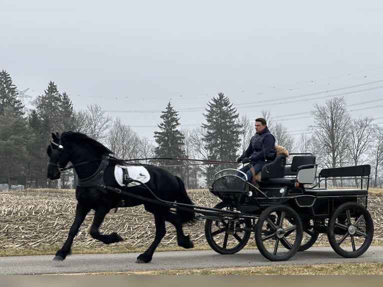 Friesian horses Gelding 3 years 16 hh Black in Riedlingen