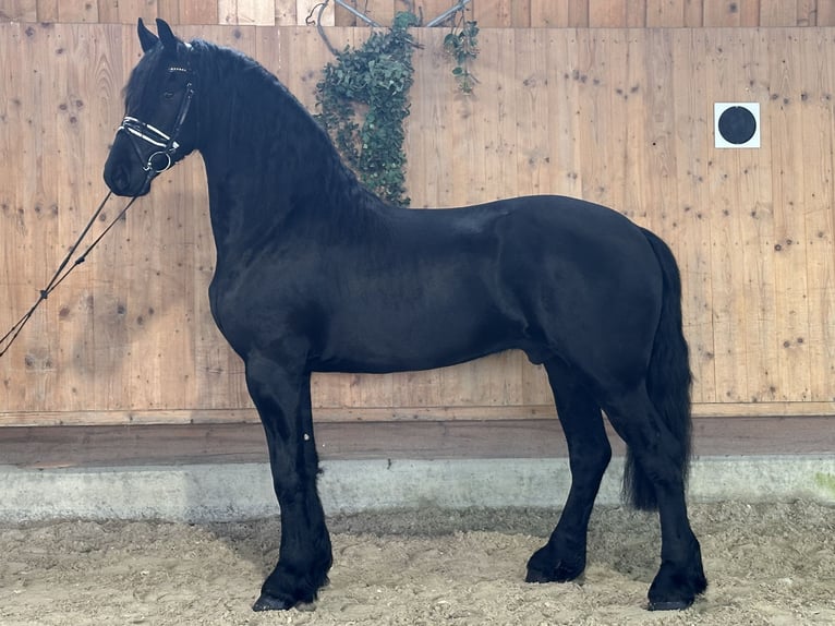 Friesian horses Gelding 3 years 16 hh Black in Riedlingen