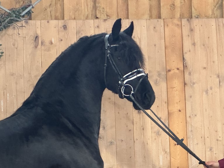 Friesian horses Gelding 3 years 16 hh Black in Riedlingen