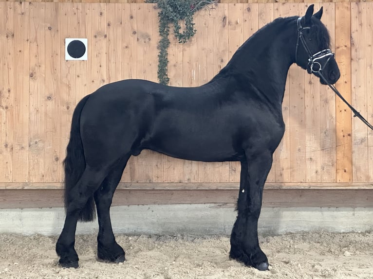 Friesian horses Gelding 3 years 16 hh Black in Riedlingen