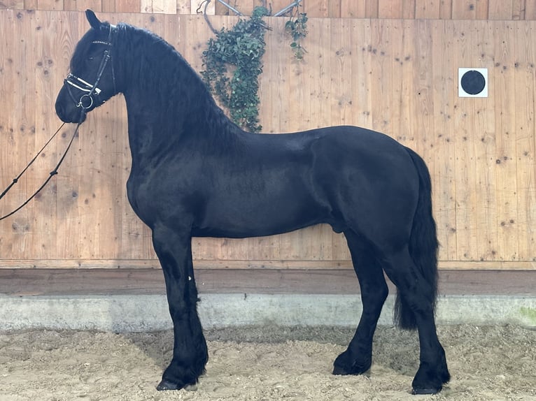 Friesian horses Gelding 3 years 16 hh Black in Riedlingen