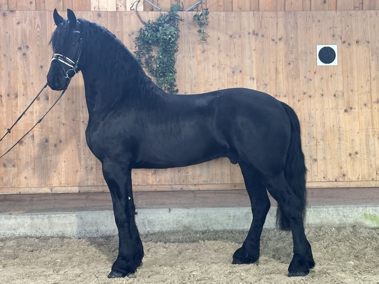 Friesian horses Gelding 3 years 16 hh Black in Riedlingen