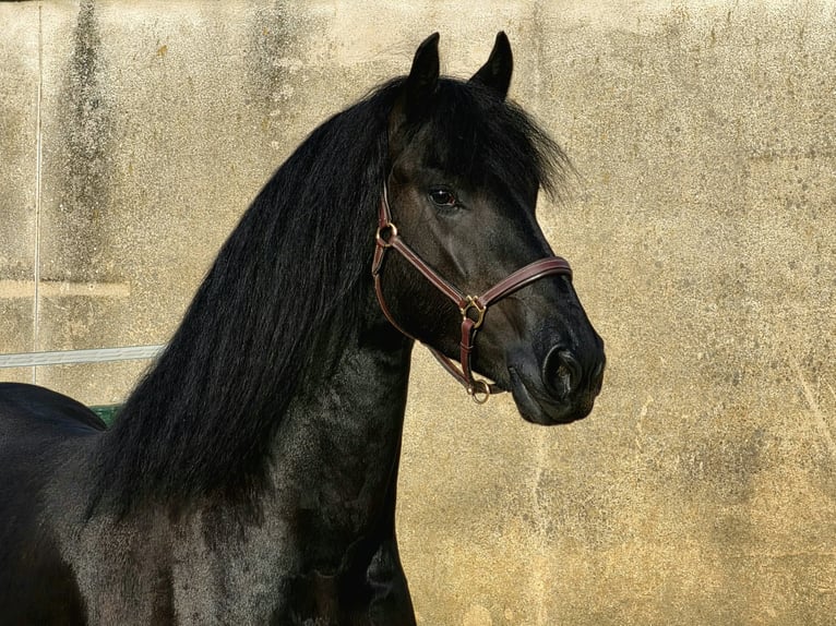 Friesian horses Gelding 3 years 16 hh Black in Ochtendung