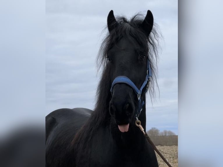 Polish Halfbred Stallion 1 year 16,1 hh Leopard-Piebald in