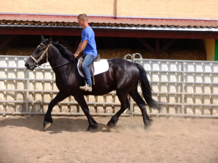 Friesian horses Mix Gelding 3 years 16 hh Black in Buttstädt