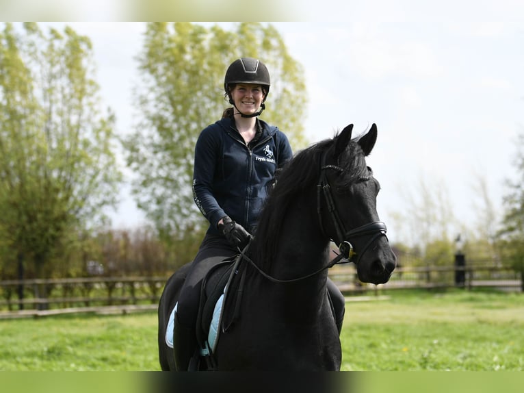 Friesian horses Gelding 3 years 16 hh  in Mijnsheerenland