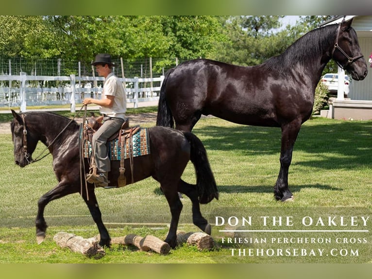 Friesian horses Gelding 3 years 16,1 hh in Shipshewana, IN