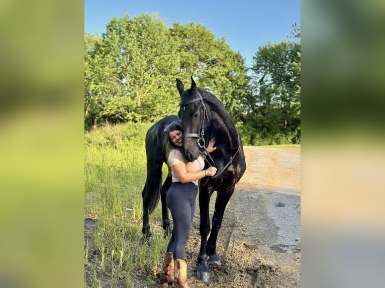 Friesian horses Gelding 3 years 16,2 hh Black in Gap