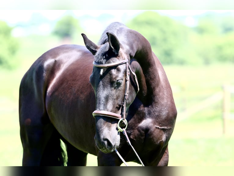 Friesian horses Gelding 3 years 16,2 hh Black in Gap