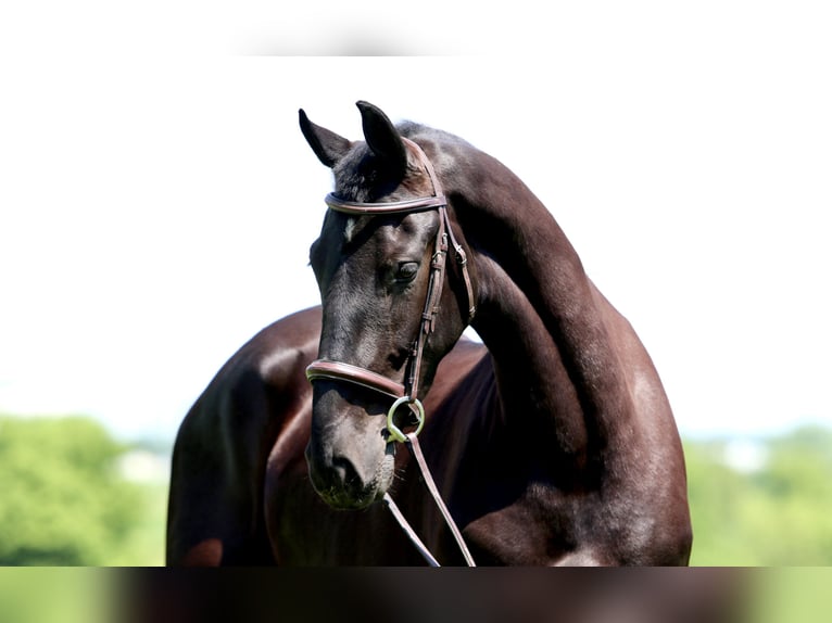 Friesian horses Gelding 3 years 16,2 hh Black in Gap